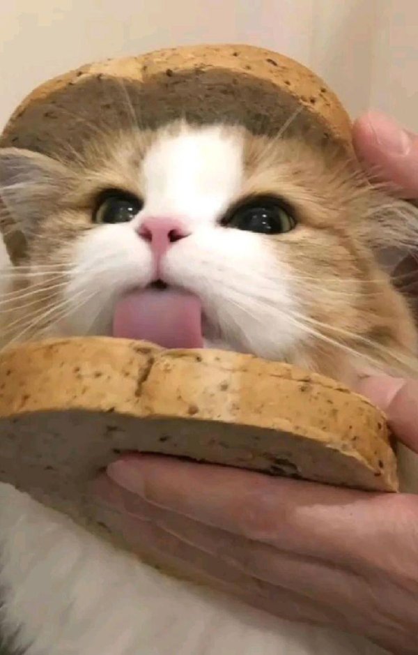 котики милые