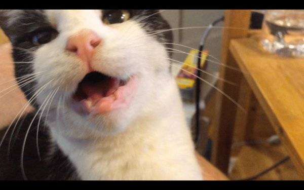 беззубый котенок