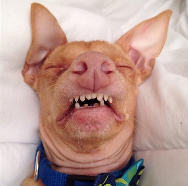 чихуахуа туна