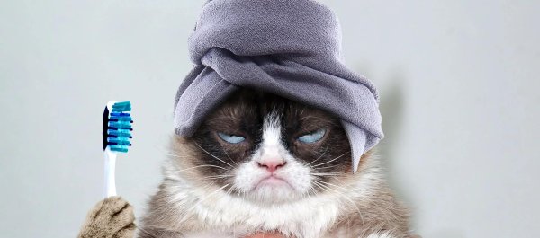 зубы котика