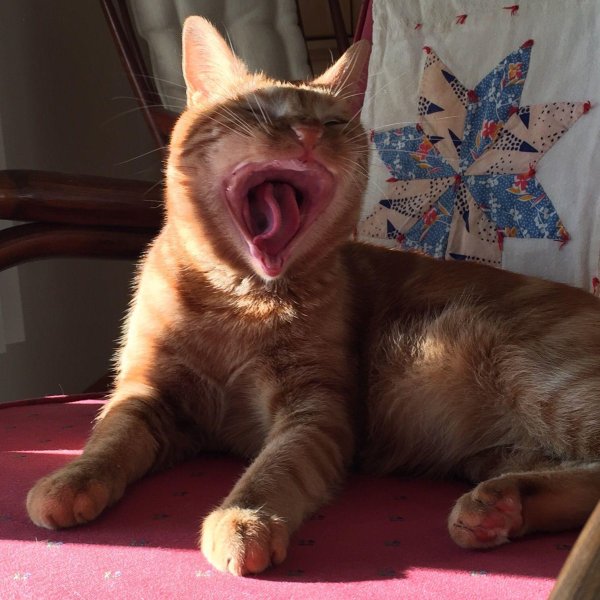 беззубая кошка