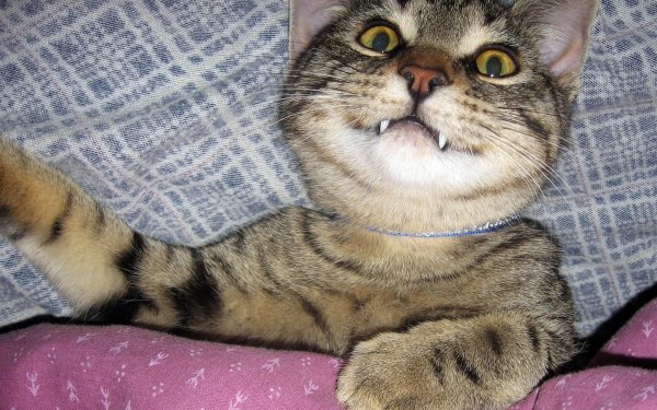 кот с клыками