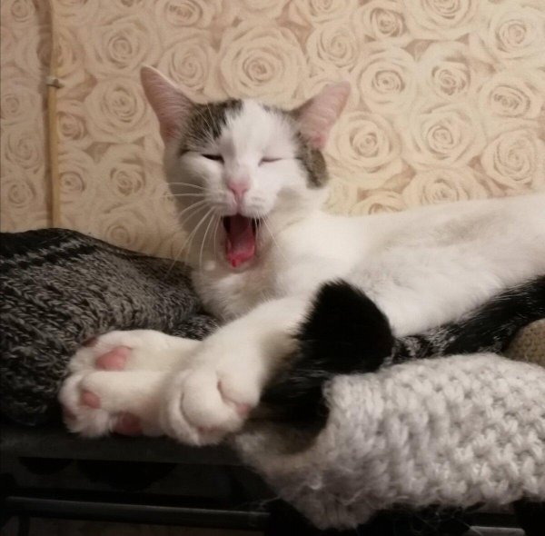 пасть кошки