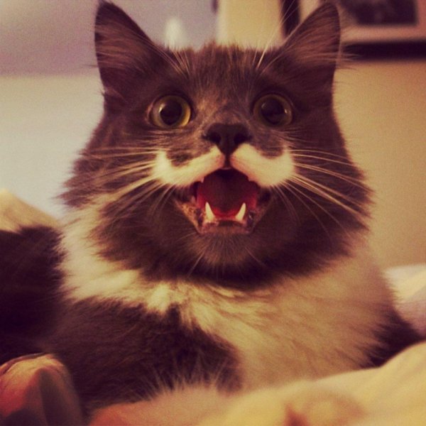 котхипстер гамильтон