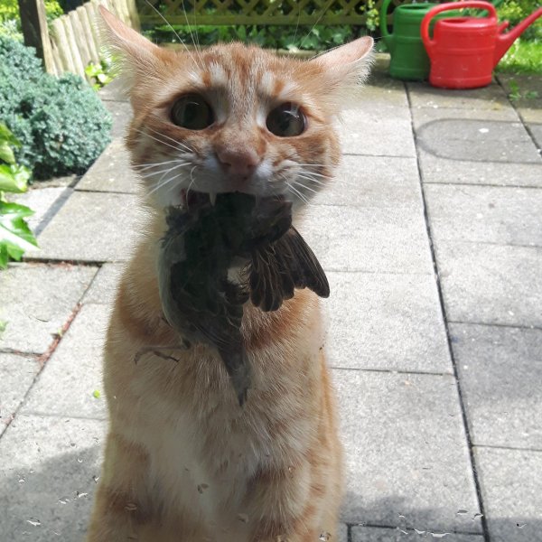 приколы над котами