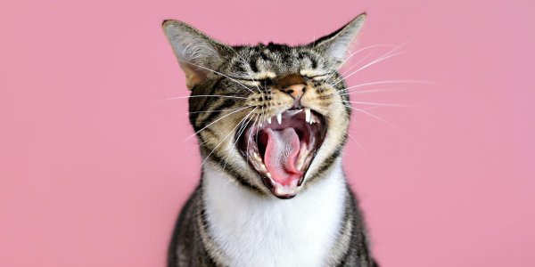 кошка мяукает