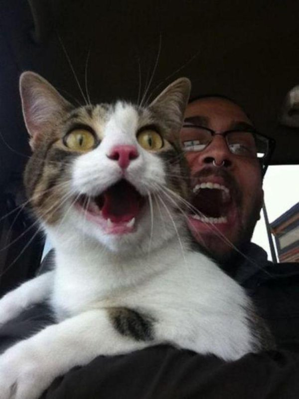 удивленные коты