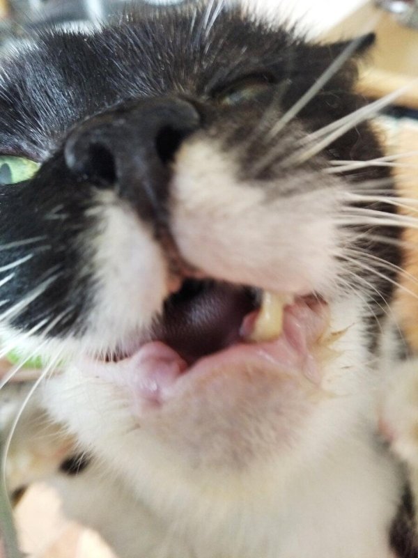 стоматит у кота