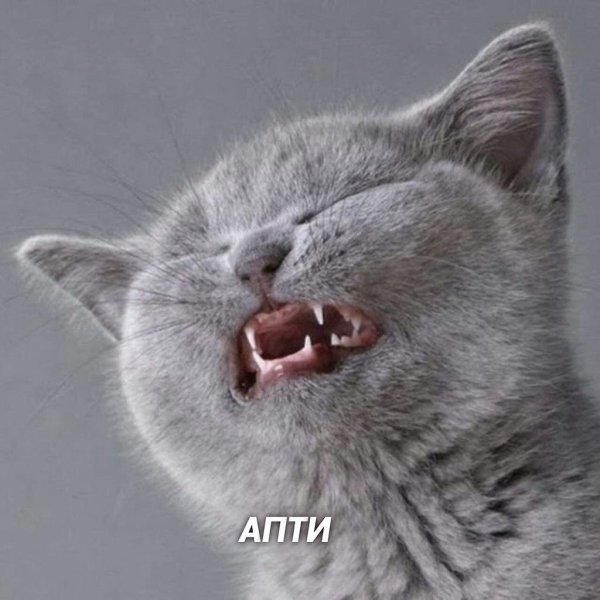 кошка довольная