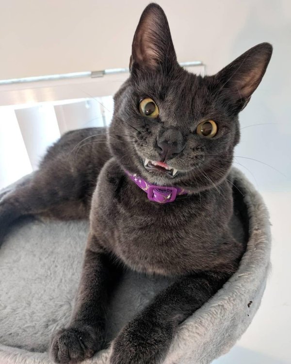 граф мрякула кот