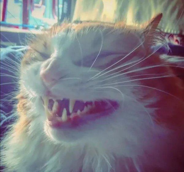 смеющийся кот