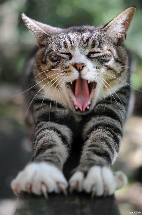 зевающая кошка