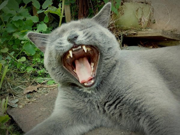 Беззубый кот