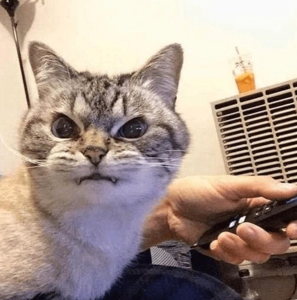 сумасшедшая кошка