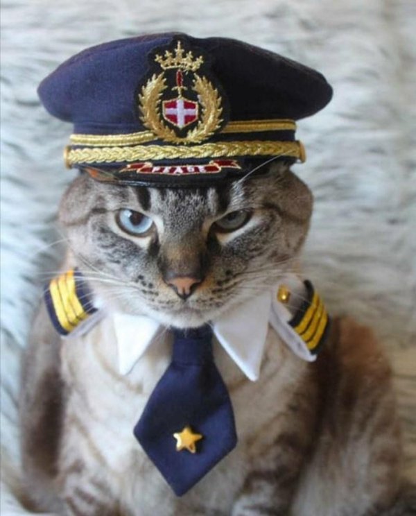 котик в форме