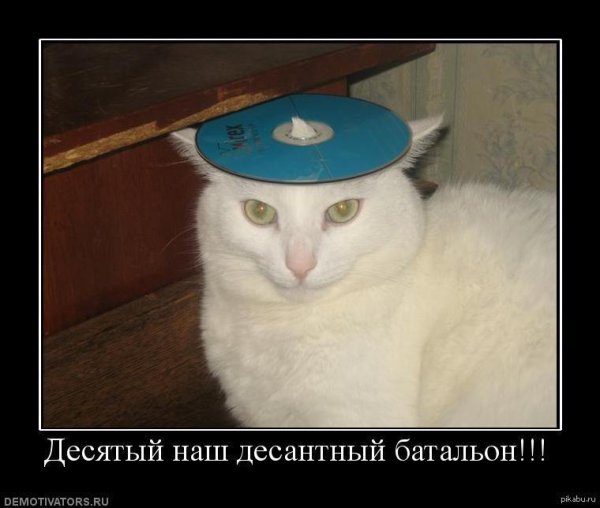 военные коты