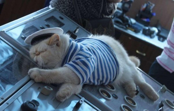 кот моряк