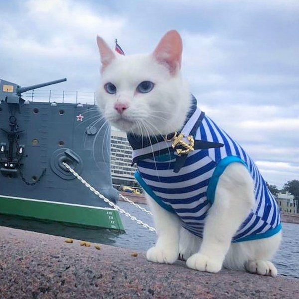 морская котик