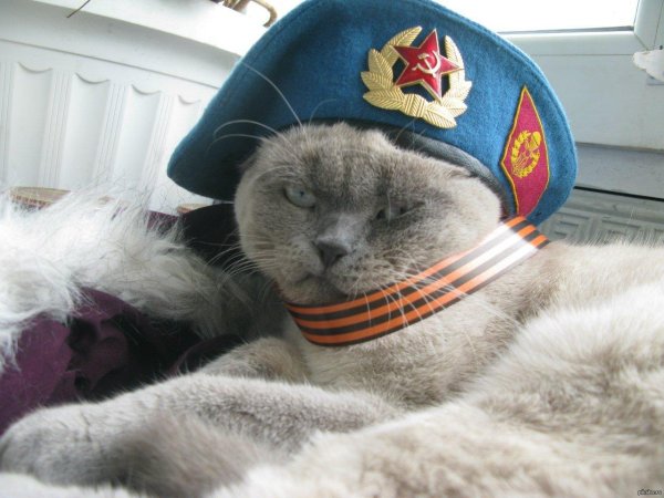 котик в военной форме