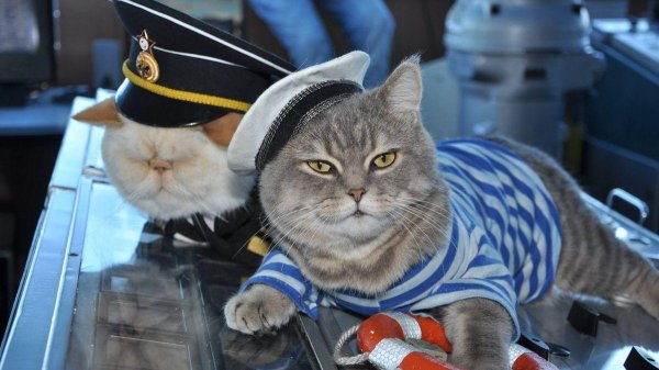 кот матрос