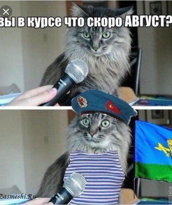 кот с микрофоном