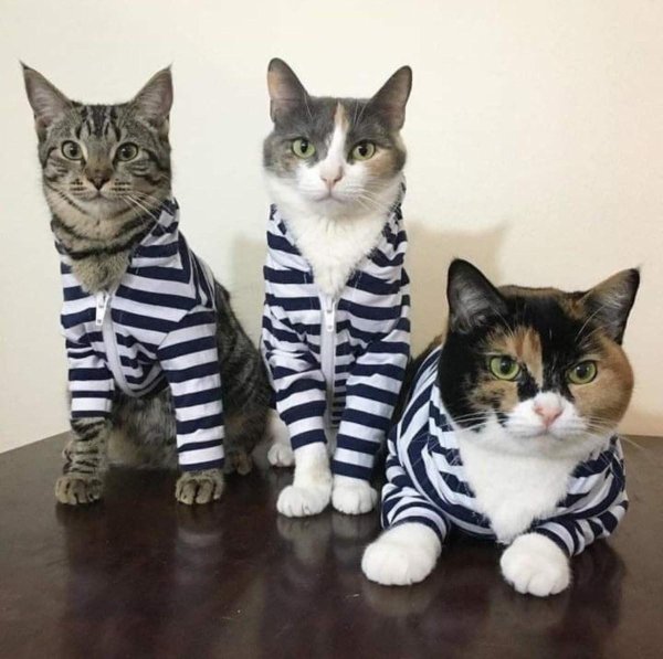 милые котики в одежде