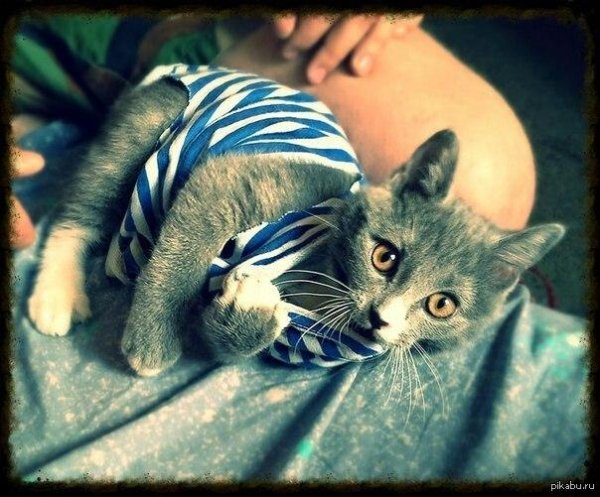 морская котик