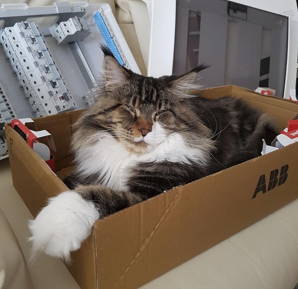 кот коробка