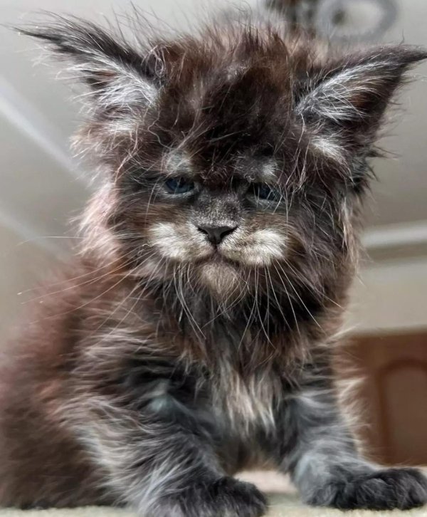 котенок мейн кун валькирия