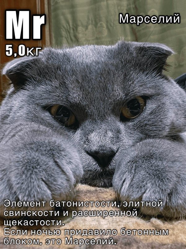 шотландская вислоухая кошка