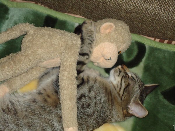 коты обормоты