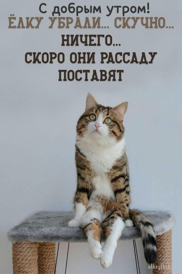 кот задумчивый