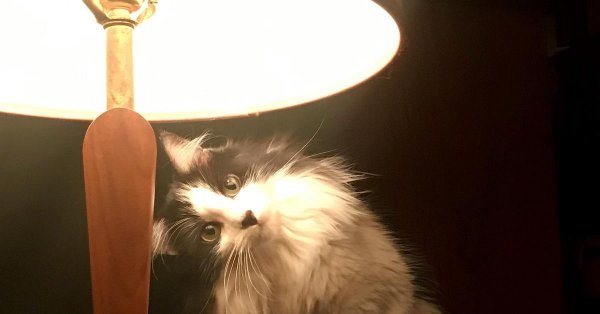 ламповый кот