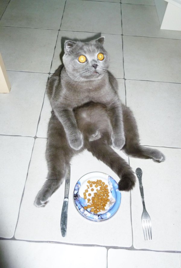 шотландская вислоухая кошка