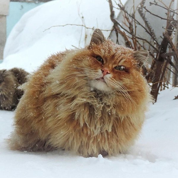 кошляндия аллы лебедевой