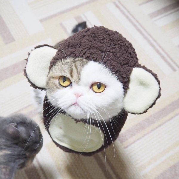 шапочка для кошки