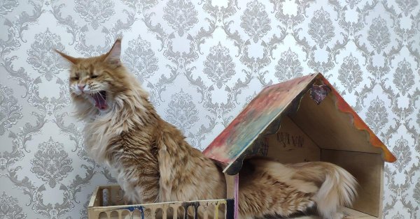 мейн кун мейн кун