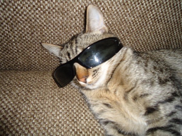котик в очках
