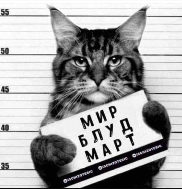 кот преступник