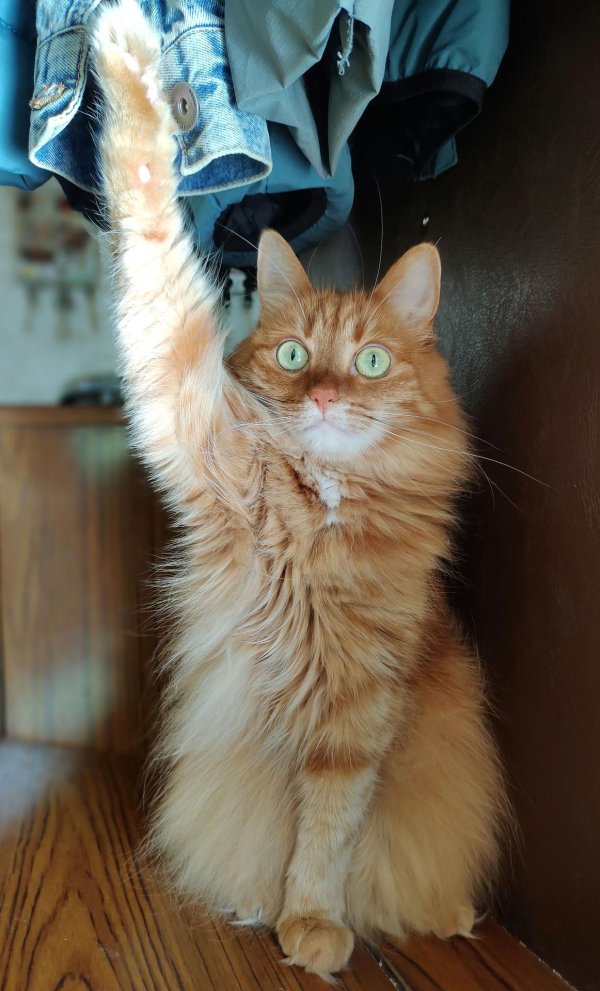 мейн кун рыжие