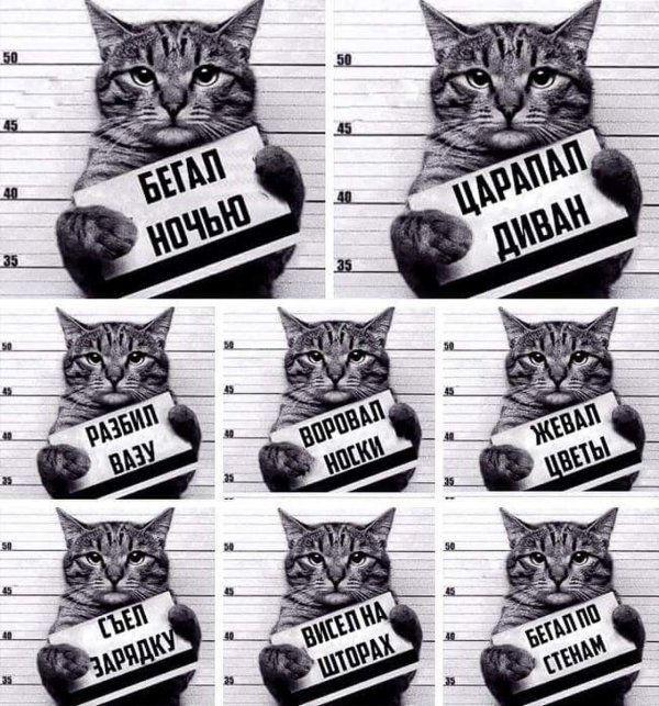 коты с табличками