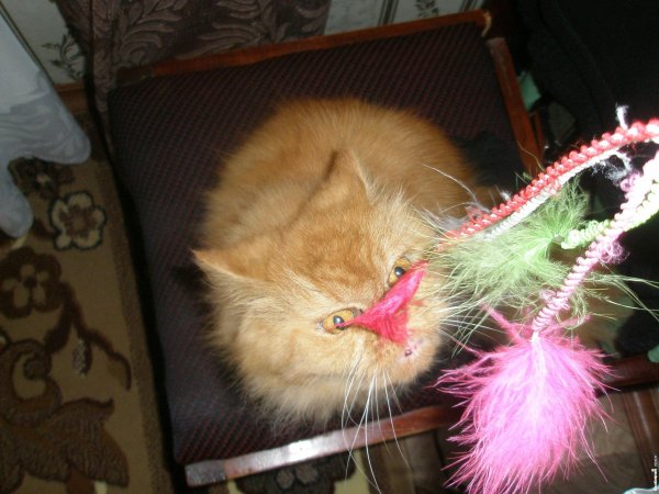 живоглот гарри поттер