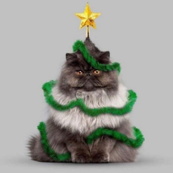 персидская кошка