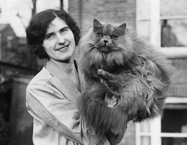 первая выставка кошек в мире