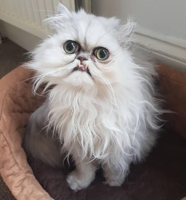 персидская шиншилла вилфред