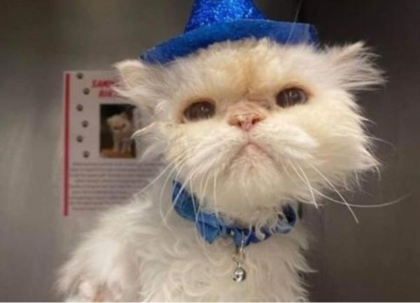 самая долгоживущая кошка