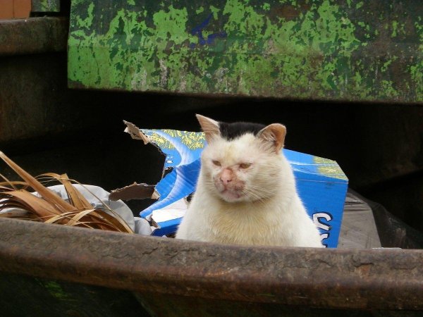 кот помойный