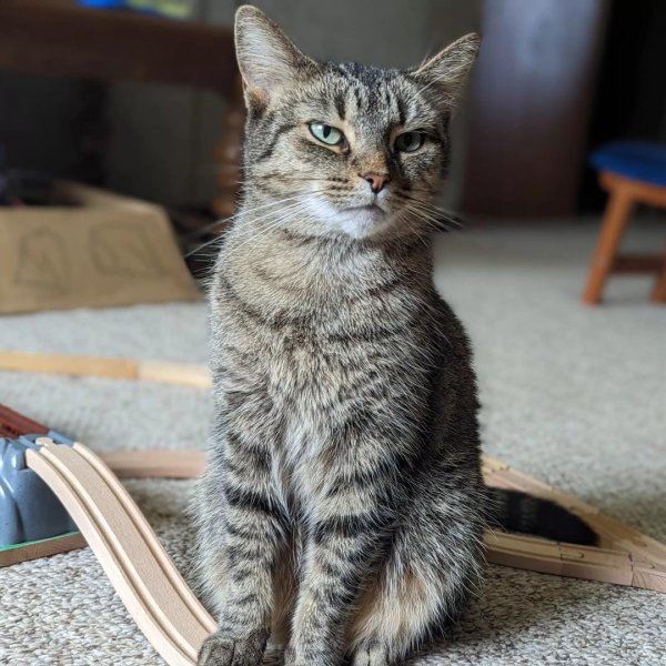 европейская короткошерстная кельтская