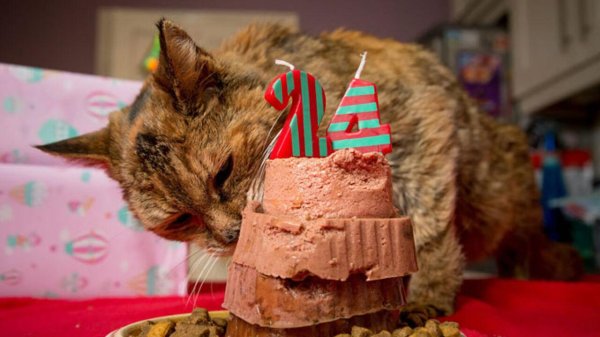 кот в торте