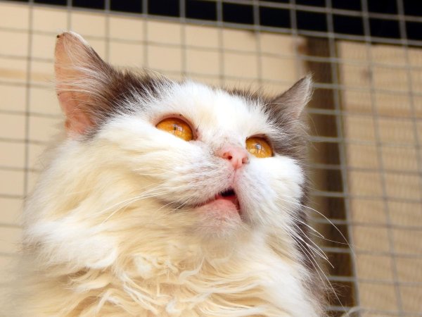 центр помощи кошкам муркоша